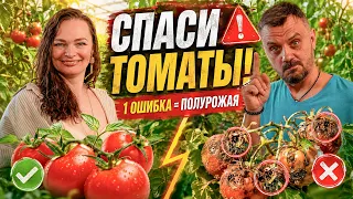 ПОМИДОРЫ ЧЕРНЕЮТ? Не спешите лечить фитофтору!