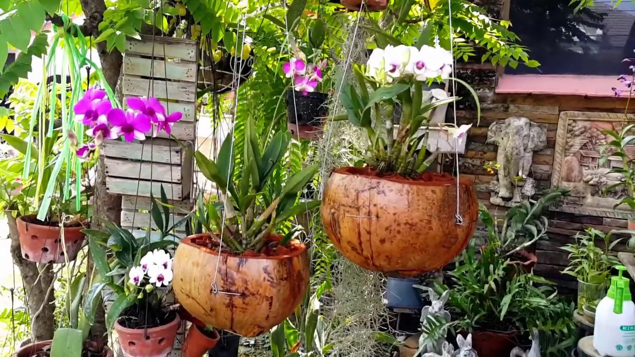 HOW TO PLANT ORCHIDS IN COCONUT POTS.EP.60 FOR BEGINERS ปลูกกล้วยไม้ในกระถางเปลือกมะพร้าว มือใหม่