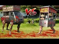Download Lagu ANOMALI BAKSO VS ANOMALI TAHU BULAT?!