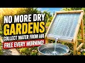 Why Smart Gardeners Are Collecting Dew Every Morning The Forgotten Water-Saving Secret