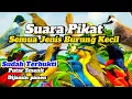 Download Lagu Suara Pikat Burung Kecil Ribut Paling Ampuh ‼️Andalaanse Tukang Pikat