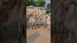میلے کے اندر ماشاءاللہ اتنی بڑی مکھی چینی بکریاں