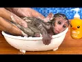 Baby monkey Bon Bon bath in the bathtub and playing with the puppy So cute
