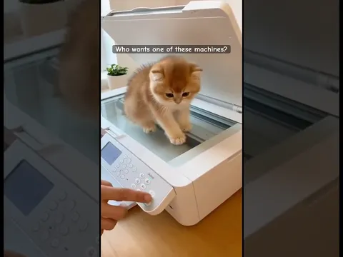 Who wants one of these machines? 🐱🐈🐈🐈🐈 #cat #funnycats #catvideos #catlover
