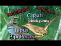 Download Lagu Suara Pikat Cigun Kombinasi Tepus Pipi Perak