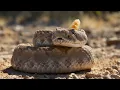 No Snake Alive Can Reach This Roadrunner