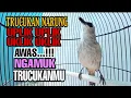 Pancingan Trucukan Narung Uplik Uplik Uklik Uklik Bikin Ngamuk Emosi Trucukan Lain, Pasti Nyaut 100%