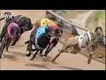 Irish greyhound racing - Track race