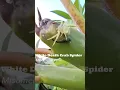 White Spider Rare White Spider Thomisus spectabilis Venom
