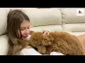 Royal Canin Poodle Adult Breed Specific Dry Dog Food
