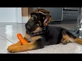 Download Lagu New Cute And Funny German Shepherd Puppy will make you LAUGH YOUR HEAD OFF😂