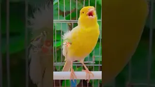 تغريد طائر الكناري هائج نار تغريد كناري نادر يخطف القلوب 