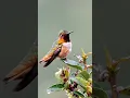 Download Lagu Suara burung Sinar Matahari Bersinar — Aglaeactis cupripennis (panggilan burung kolibri Andes) #suaraburung #satwali