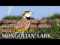 Download Lagu KOMPILASI MASTERAN MEWAH MONGOLIAN LARK #MONGOLIAN #MASTERAN