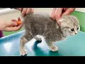 Download Lagu Kitten Lulu screaming at the first hospital