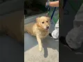 A Look at a Shelter in South Korea - Saving Bora a Golden Retriever