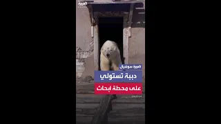 مشاهد لمجموعة من الدببة القطبية بعد استيلائها على محطة أبحاث سوفييتية مهجورة 