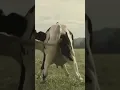 Download Lagu cow dance |funny vedio 🐄🐄🐄🐄|bestmoments scene #whatsappstatus