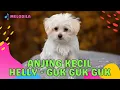 Lagu 🔴 LAGU ANJING KECIL - HELLY GUK GUK GUK | LAGU ANAK KECIL
