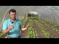 Kildinan Farm organic vegetables by new farmer Rory Magorrian