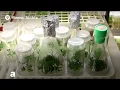 A 32 000-year-old plant blooms again