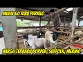 Download Lagu UPDATE STOK DOMBA DORPER, SUFFOLK, MERINO, TEXEL MULAI 60 RIBU DI KURAWA FARM KEDIRI