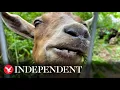 Dozens of goats released in New York park to eat weeds
