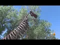 Beloved Fort Collins Attraction Closing After 34 Years