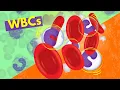 White Blood Cells Introduction aka Leukocytes How they Work
