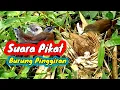 SUARA PIKAT BURUNG PINGGIRAN SUARA JERNIH KOMBINASI PAS ||| Andalan Jago Pikat