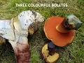3 COLOURFUL BOLETES - comparison