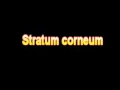 What Is The Definition Of Stratum corneum Medical School Terminology Dictionary