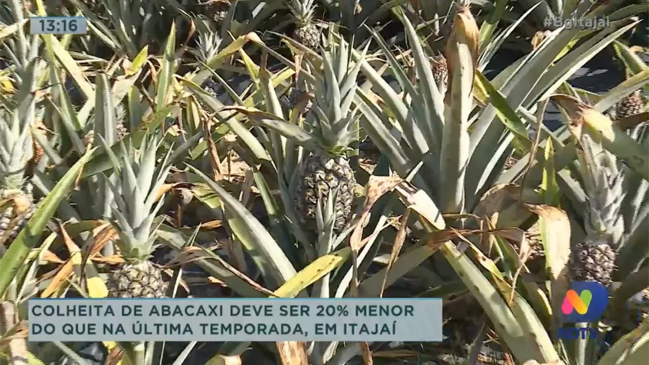 Colheita de abacaxi deve ser 20% menor do que na última temporada