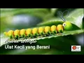 Download Lagu #motivasi  #andriewongso #ceritabijak Ulat Kecil yang Berani by: Andrie Wongso, Narator: Uunk Yonas