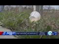Cleaning up Cuse Mayor offers to help state