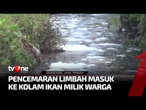 Sungai di Kota Magelang Mendadak Berbusa, Ribuan Ikan Mati