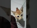 Download Lagu Suara kucingku saat lapar...