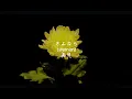 tuki. - 一輪花 弾き語りver.  （中日歌詞+羅馬拼音）