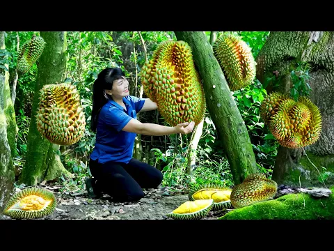 Download MP3 How to Harvest Durian, Goes To The Market Sell - Harvesting and Cooking | Tieu Vy Daily Life