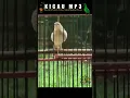 Download Lagu burung Legendaris dari Benua Eropa (sikatan londo)