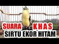 Suara Khas Sirtu / Cipoh Ekor Hitam