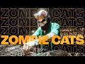 Download Lagu Zombie Cats - Let It Roll 2024 | Drum and Bass