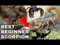 Download Lagu The Best Beginner Scorpion Species | Pet Scorpions