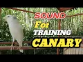 Download Lagu ASMR Canary singing training for you 2 to train canary chicks  therapy for happiness \u0026 brain