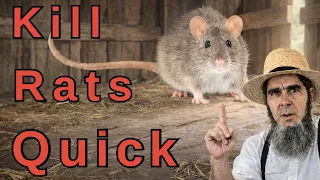 RATS GONE FOR 2 The Secret AMISH WAY 100 Effective