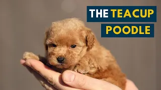 The Teacup Poodle Everything About This Teacup-sized Companion Dog