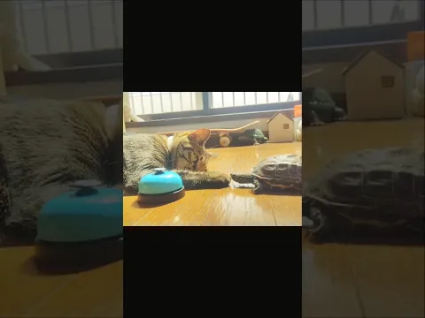 コンニチハ
