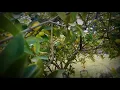 Download Lagu #Lemon #stockfootage #nocopyright  Lemon tree footage | free HD stock vedio | free vedio lemon
