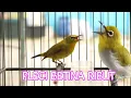 Download Lagu suara pleci betina ribut manggil jantan