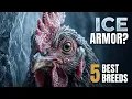 5 Chicken Breeds Built For Brutal Cold Weather
